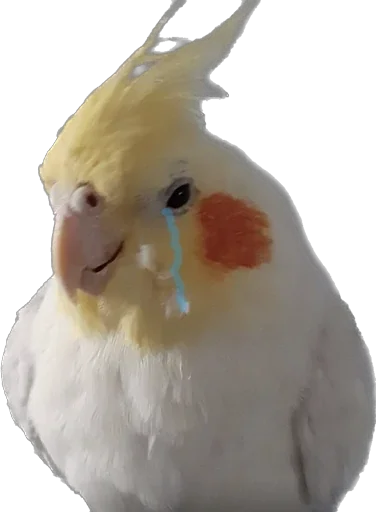 Sticker ponimeow - 1