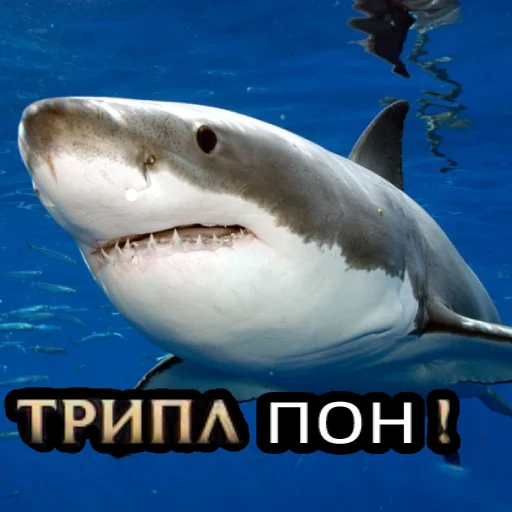Sticker Пон - 8