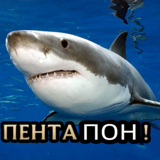 Sticker Пон - 6