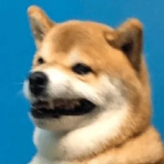 Стикер SUPER POPA PACK ($ VERY RARE! $) - 3