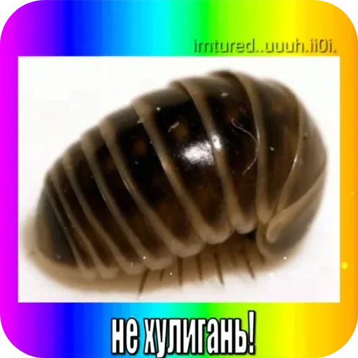 Sticker popit779 - 1