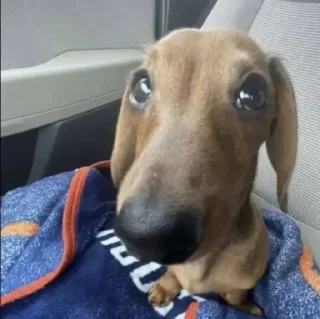 Стикер popka @TgEmodziBot - 5