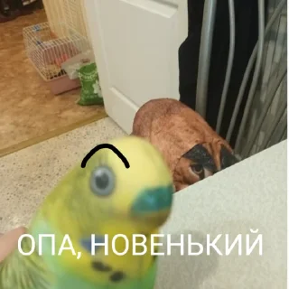 Sticker ПОПУГА БЛОПТОП - 11