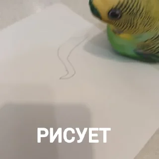 Sticker ПОПУГА БЛОПТОП - 1