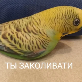 Sticker ПОПУГА БЛОПТОП - 2