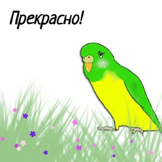 Стикер Попугайчик от ┈♛Евгеши ♛┈ @Qj8yMAlwax9iNDli - 8
