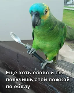 Стикер Милые попугаи 🦜 ➡️ @lovestiks - 7