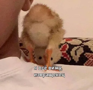 Стикер Милые попугаи 🦜 ➡️ @lovestiks - 9