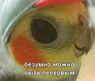 Стикер Милые попугаи 🦜 ➡️ @lovestiks - 6