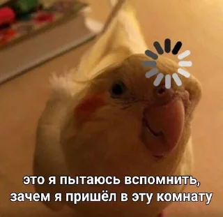 Стикер Милые попугаи 🦜 ➡️ @lovestiks - 10