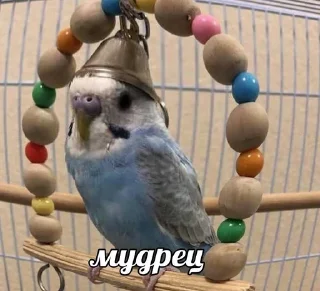 Стикер Милые попугаи 🦜 ➡️ @lovestiks - 8