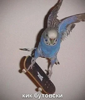 Стикер Милые попугаи 🦜 ➡️ @lovestiks - 1