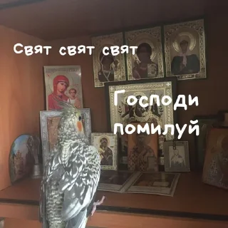 Стикер Милые попугаи 🦜 ➡️ @lovestiks - 5