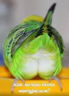 Стикер Милые попугаи 🦜 ➡️ @lovestiks - 3