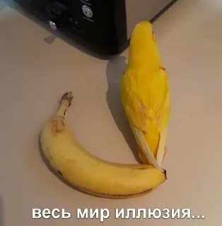 Стикер Милые попугаи 🦜 ➡️ @lovestiks - 4