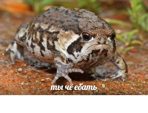 animal frog amphibian