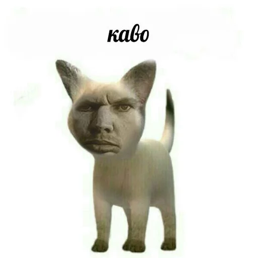 кошка млекопитающее рыло