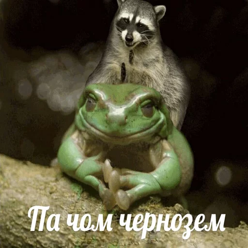 животное лягушка млекопитающее