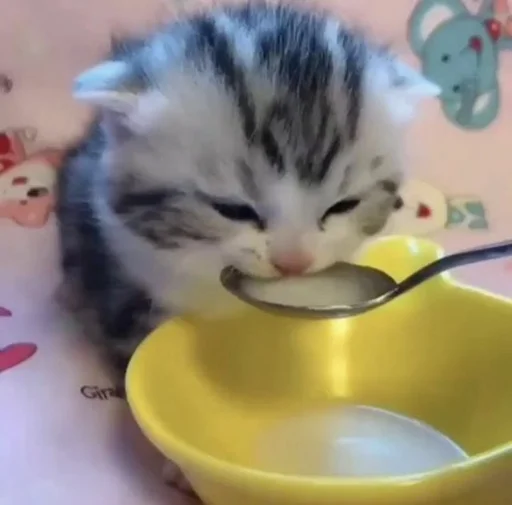 animal small to medium-sized cats indoor