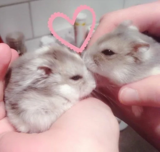 млекопитающее животное хомяк