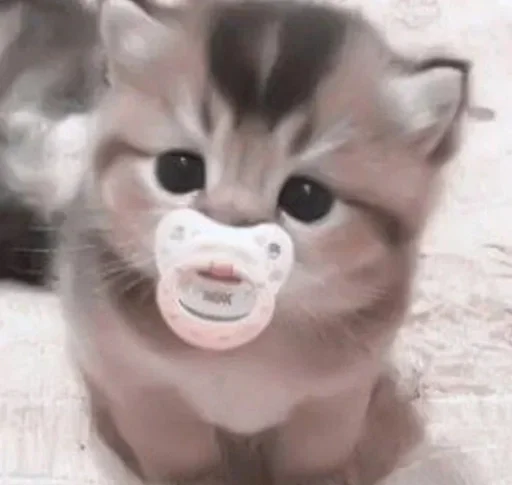 animal small to medium-sized cats cat