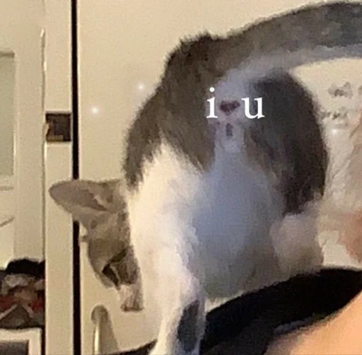 indoor cat small to medium-sized cats