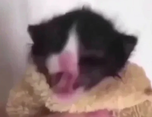 кошка млекопитающее животное