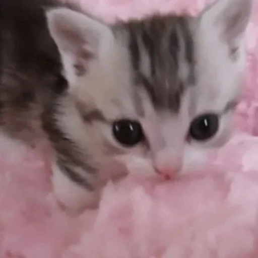 кошка кошки малого и среднего размера млекопитающее