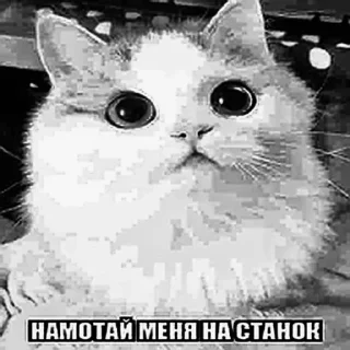 Sticker porvimoianys - 5