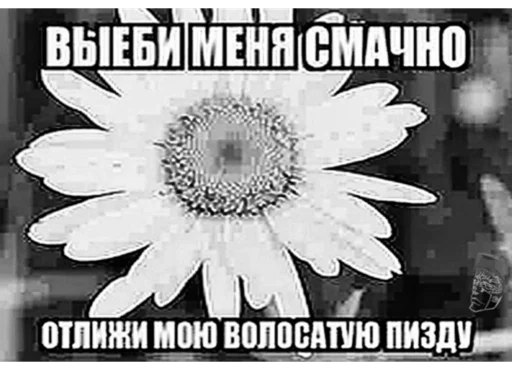 Sticker porvimoianys - 4