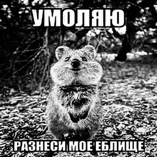 Sticker porvimoianys - 1