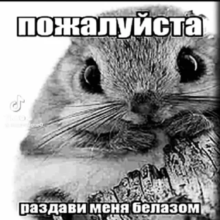 Sticker porvimoianys - 7