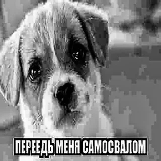 Sticker porvimoianys - 3