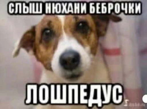 СМС млекопитающее животное