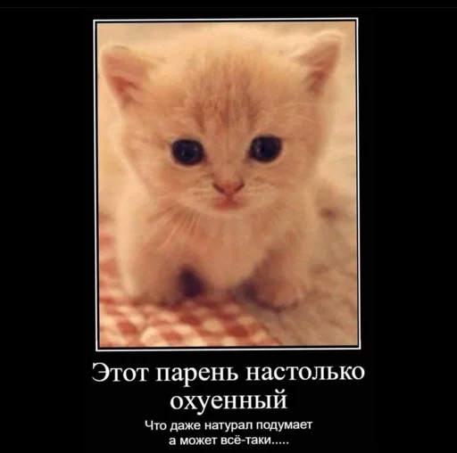 животное млекопитающее кошки малого и среднего размера