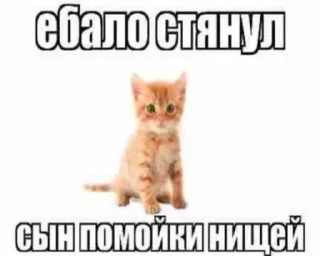 Стикер мышкина пак - 2