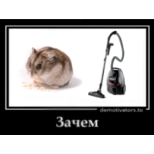 mouse rodent hamster