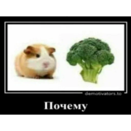 почему @stolen_meme_s - animal