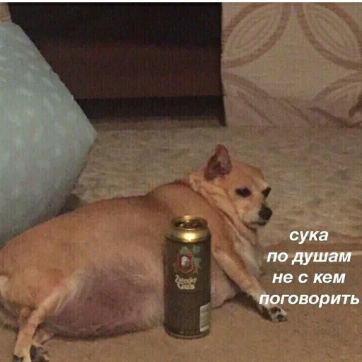 dog breed mammal pet