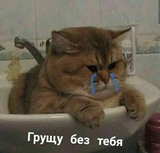 animal indoor bathroom