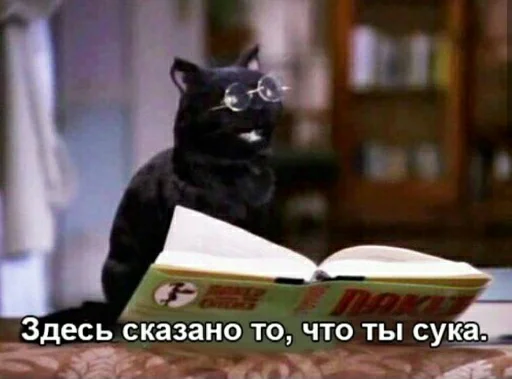 text book small to medium-sized cats