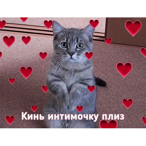 cat small to medium-sized cats mammal