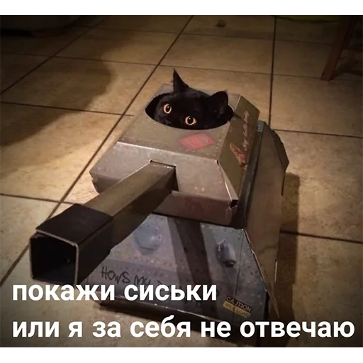 text small to medium-sized cats screenshot