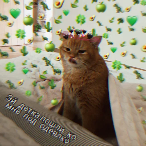 cat small to medium-sized cats domestic cat