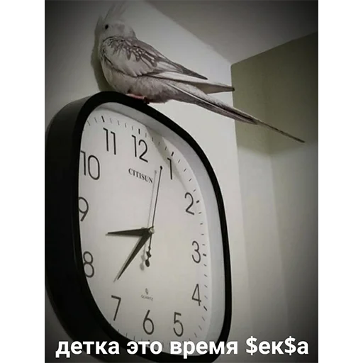 пошлые пикчи - 