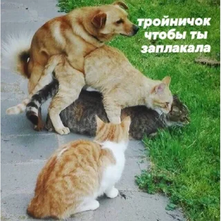 Стикер пошлые пикчи - 9