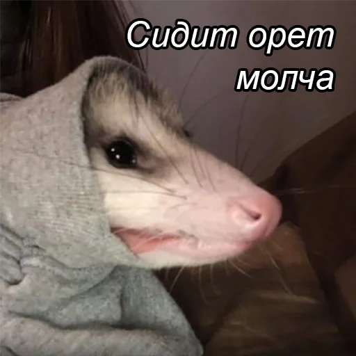 mammal animal polecat