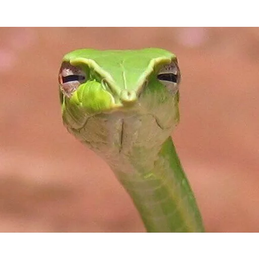 animal green amphibian