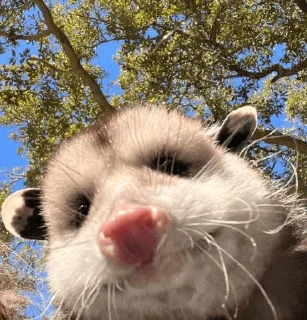 Стикер opossums_p1 - 2