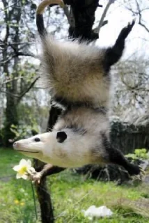 Стикер opossums_p1 - 3